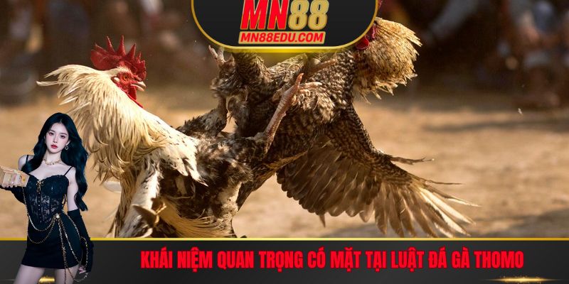Khái niệm quan trọng có mặt tại luật đá gà Thomo